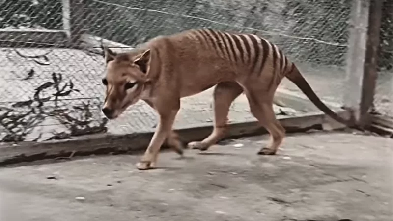 2021 Colourised thylacine