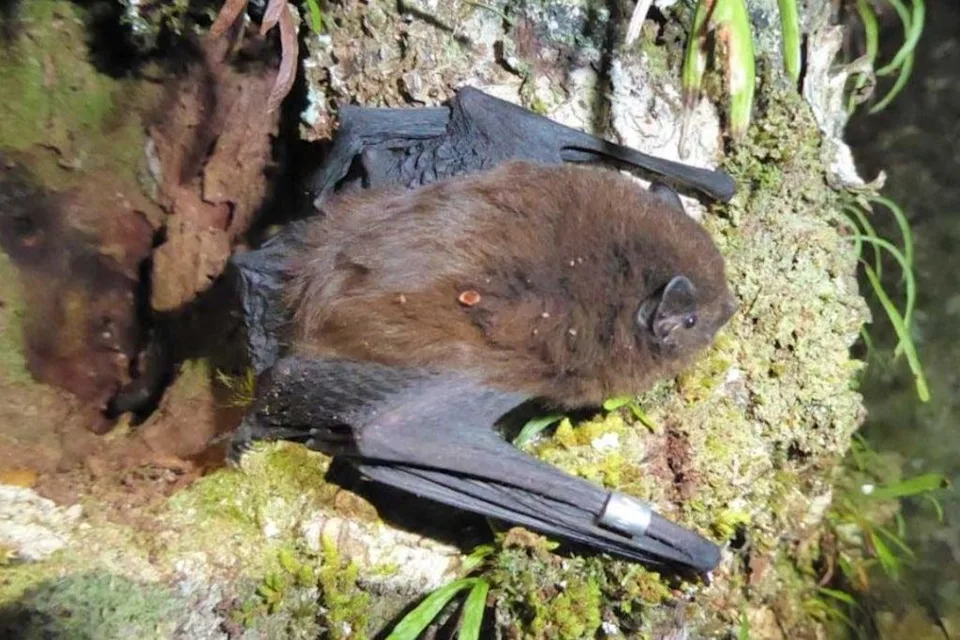 pekapeka long-tailed bat