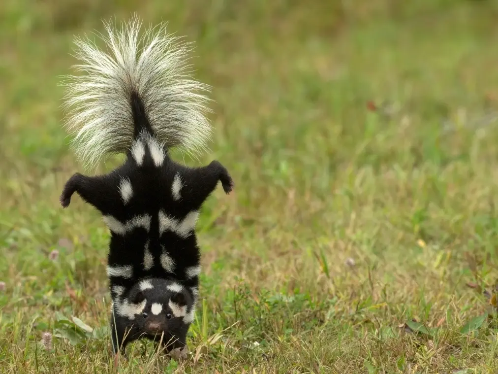 Spotted skunk
