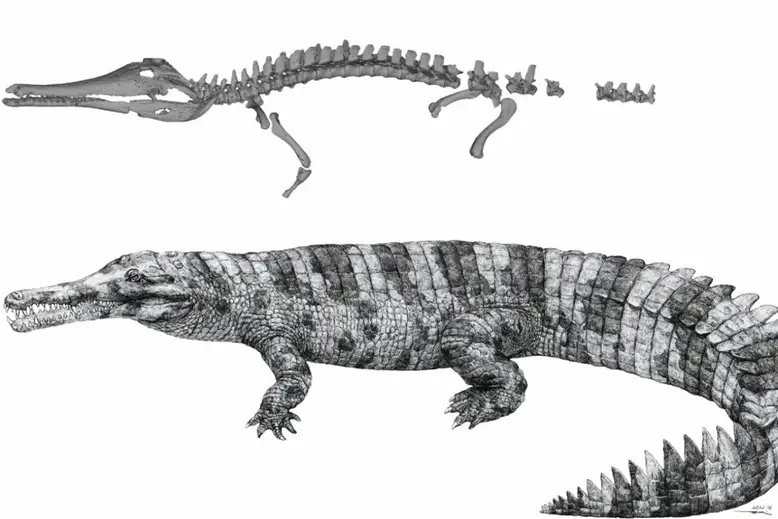Hanyusuchus sinensis 