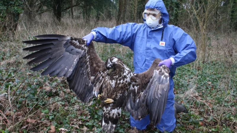 https://raptorpersecutionuk.org/2022/04/01/another-eagle-suspected-poisoned-on-a-dorset-shooting-estate/