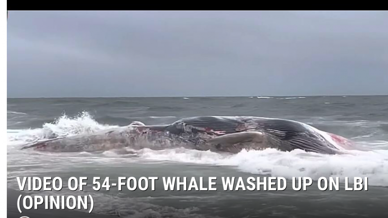 Beached whale on Jersey shore