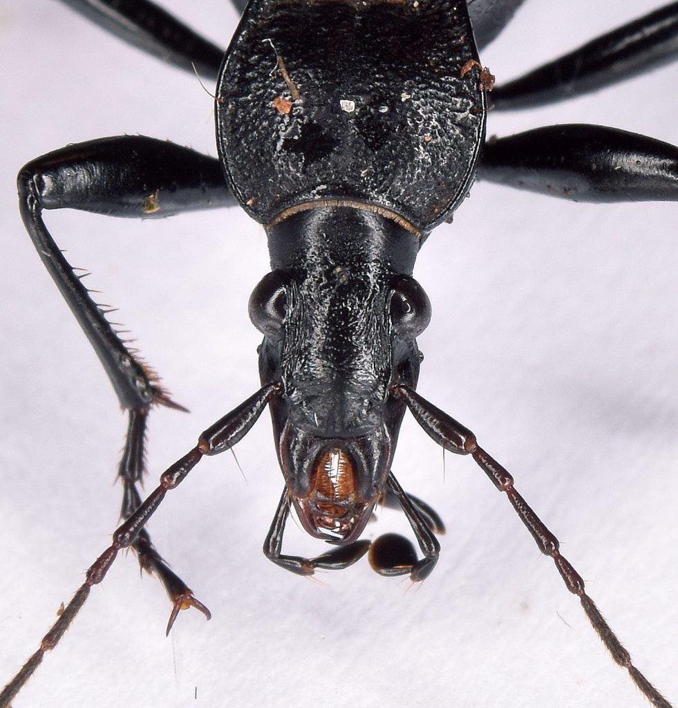 Cychrus caraboides