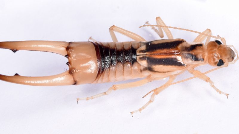 striped earwig