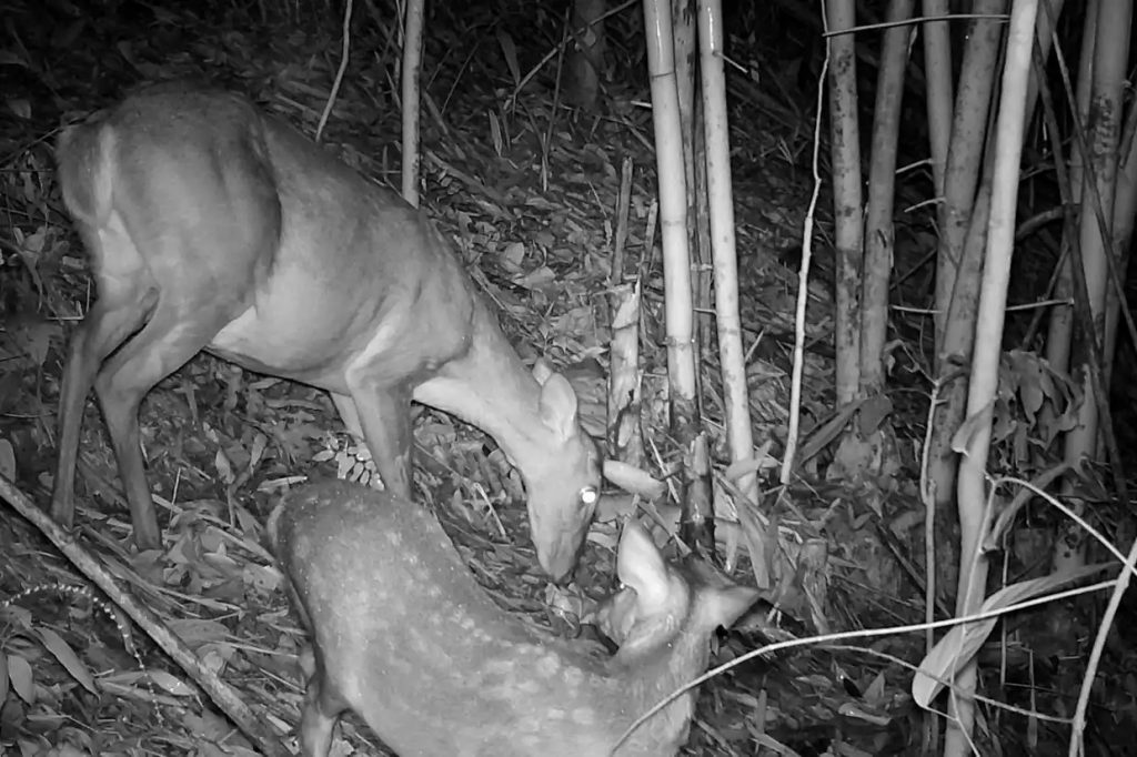 Large antlered muntjac 