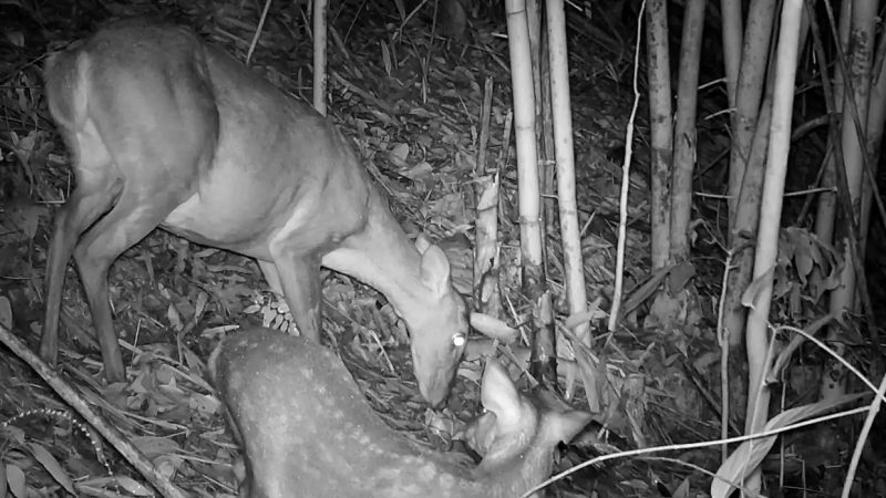 Large antlered muntjac