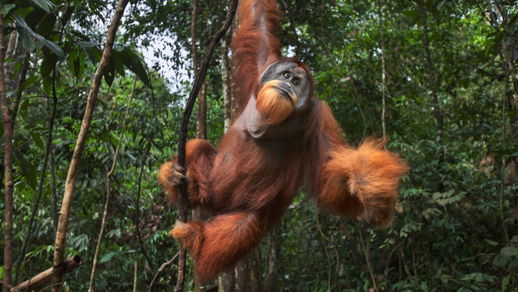 Sumatran orang-utan