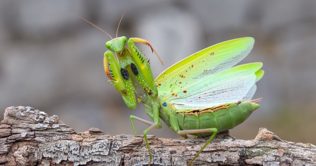 Praying mantis