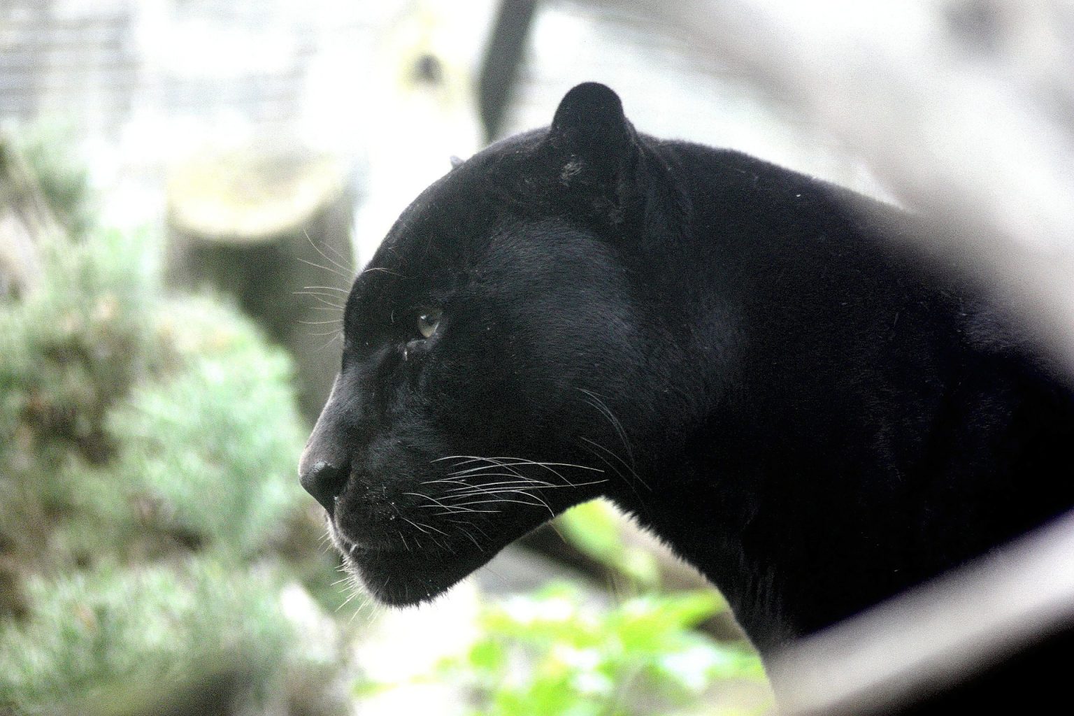 Panther