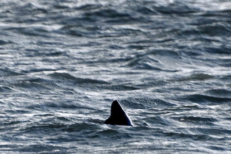 Shark fin