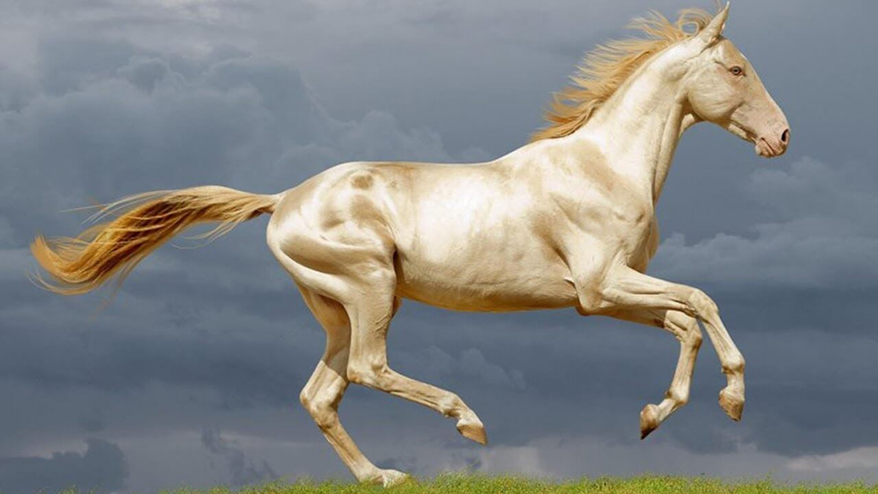 Golden horse