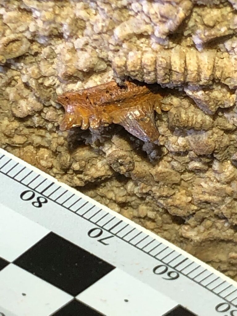 Fossil shark tooth