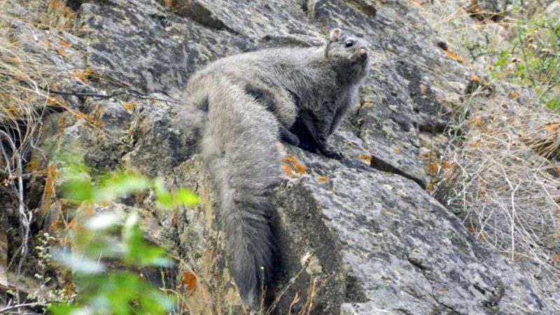 Woolly Flying Squirrel