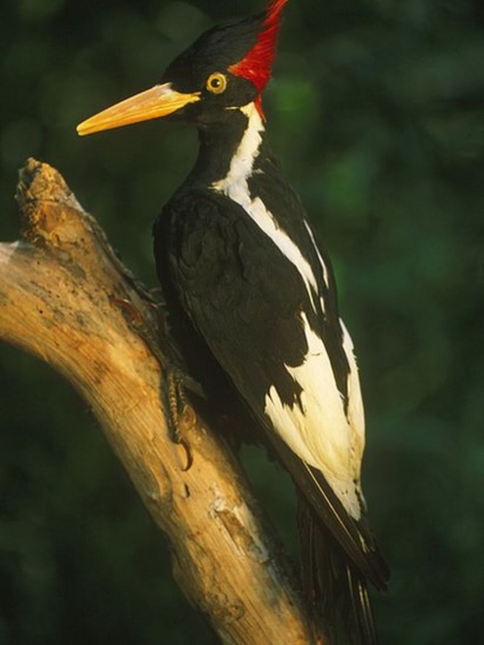 Ivory billed woodpecker