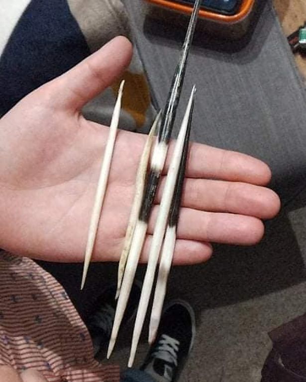 A handful of porcupine quills