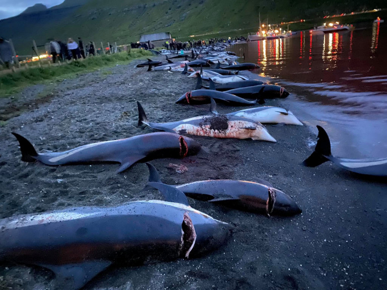 Dolphins murdered by Faroe islanders