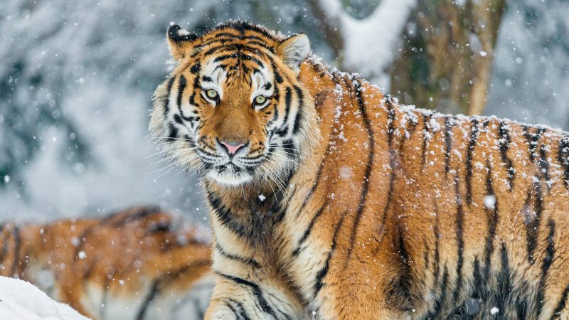 Siberian tiger