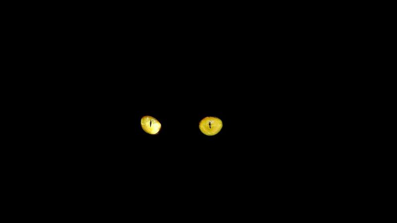 Two cats eyes in the darkness