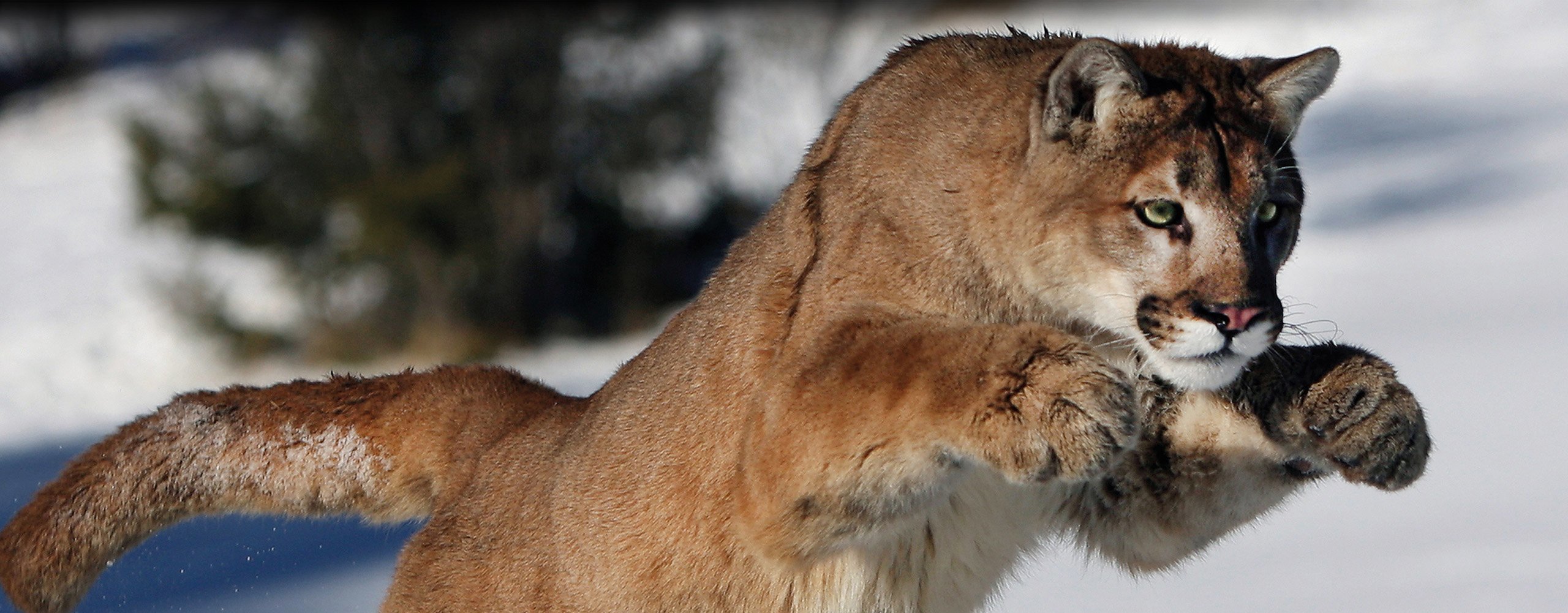 Puma of mountain lion