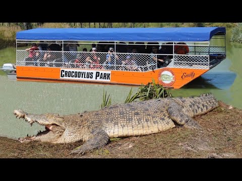 Huge saltwater crocodile basks near tourist boat.
