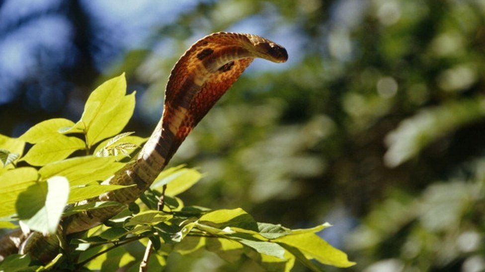 spectacled cobra,