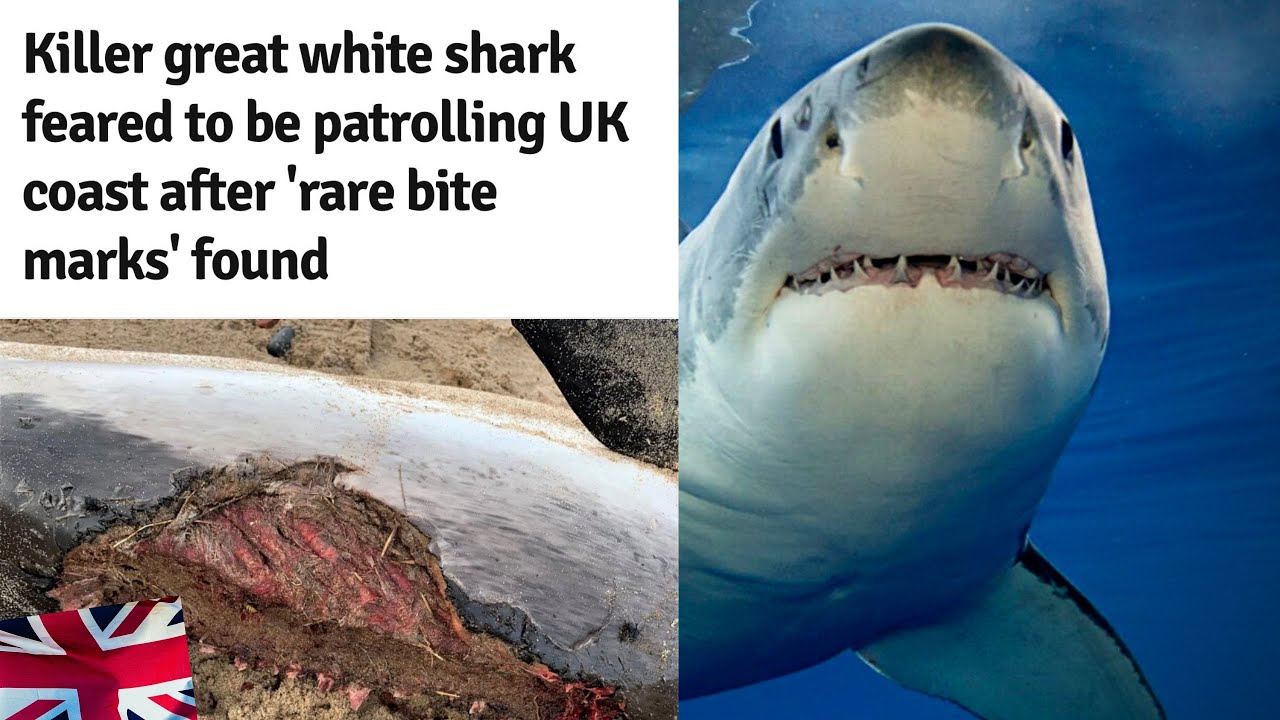 Great white in the UK?