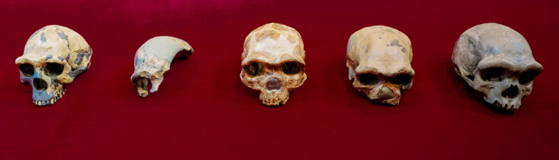 Hominin skulls