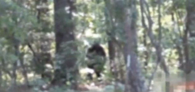 Georgia Bigfoot video 
