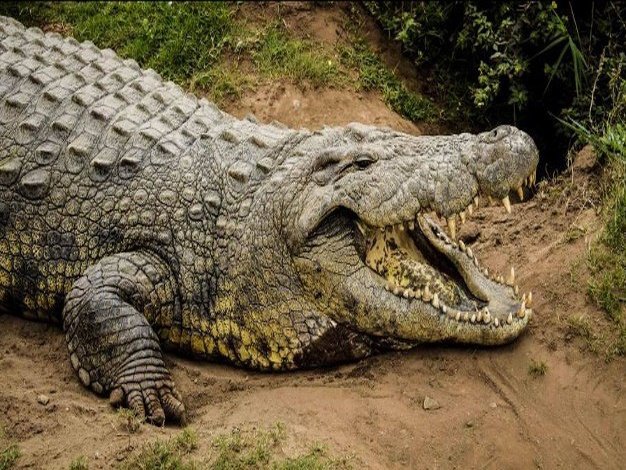 Henry Nile crocodile