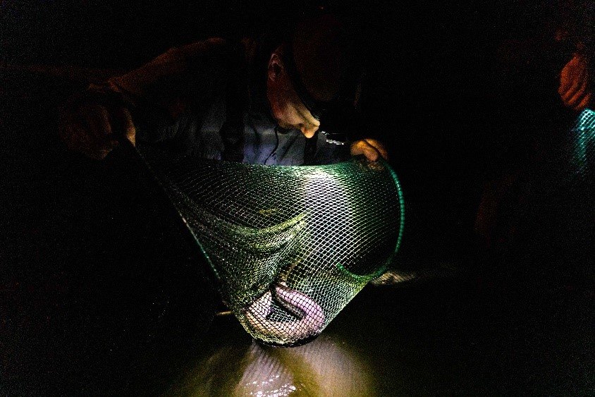 Short finned eel trapping