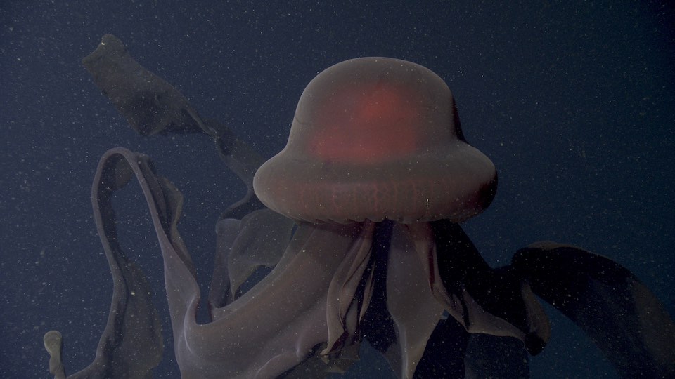 Giant phantom jellyfish