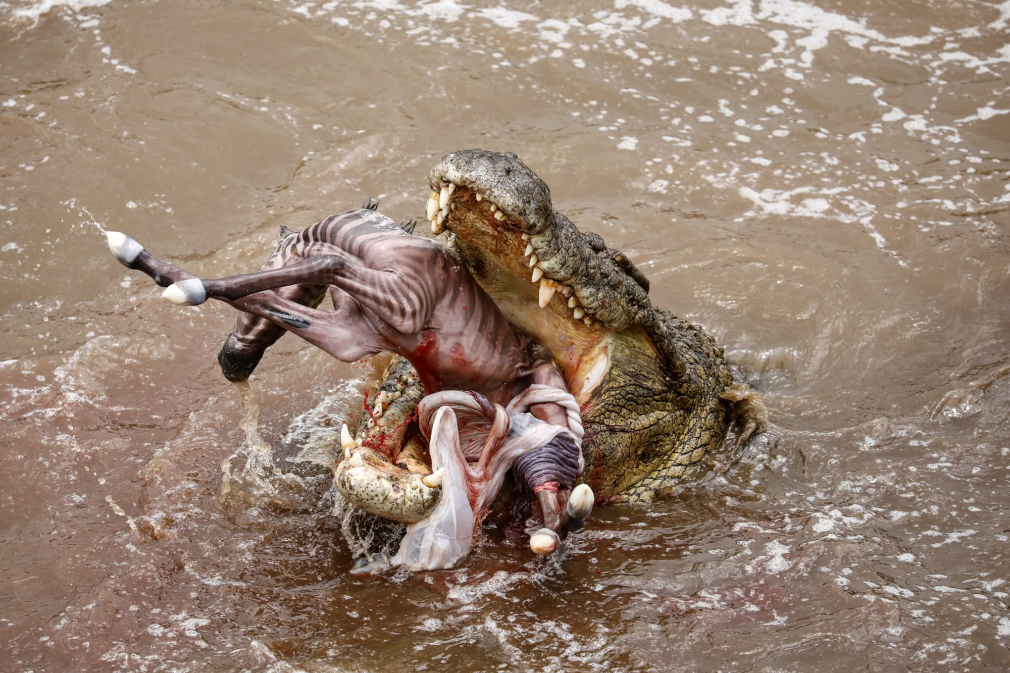 Nile crocodile eats zebra