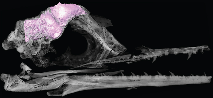  Ichthyornis skull