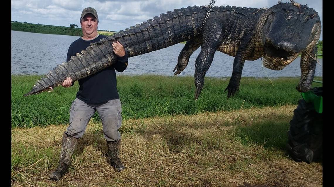 Alligator and a pussy