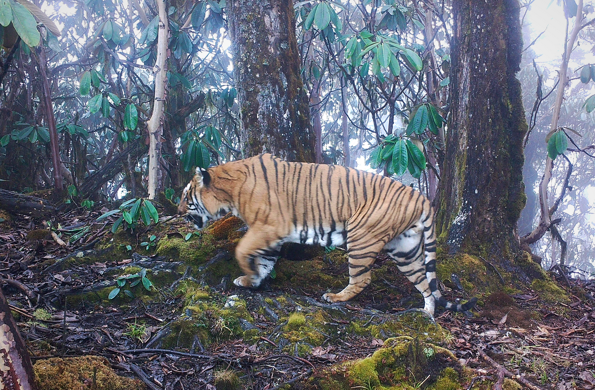 In Bhutan, a Rare Tiger’s Mysterious Illness Had a Surprising Source