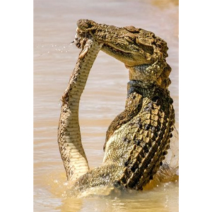 croc vs russell's viper