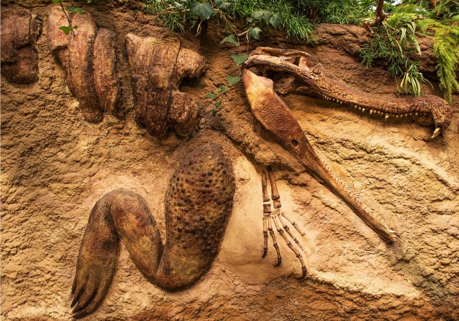Fossil crocodile