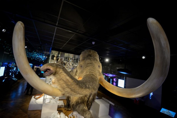 Mammoth