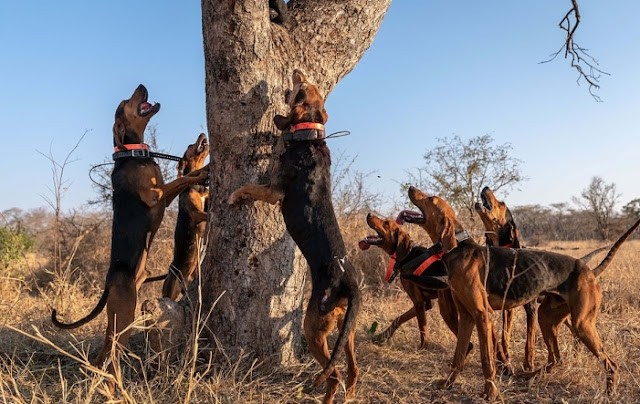 Anti-poaching doggies