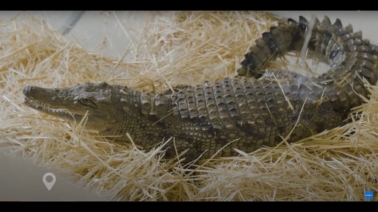 Yong nile crocodile